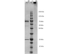 Mouse IgM Lambda Isotype Control (MML), Novus Biologicals&trade;